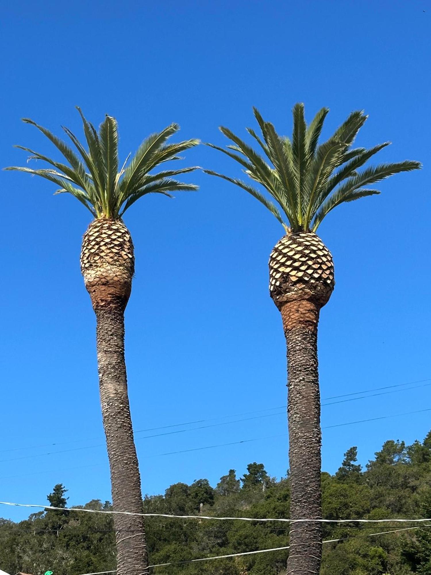 Cambria Palms Motel Esterno foto