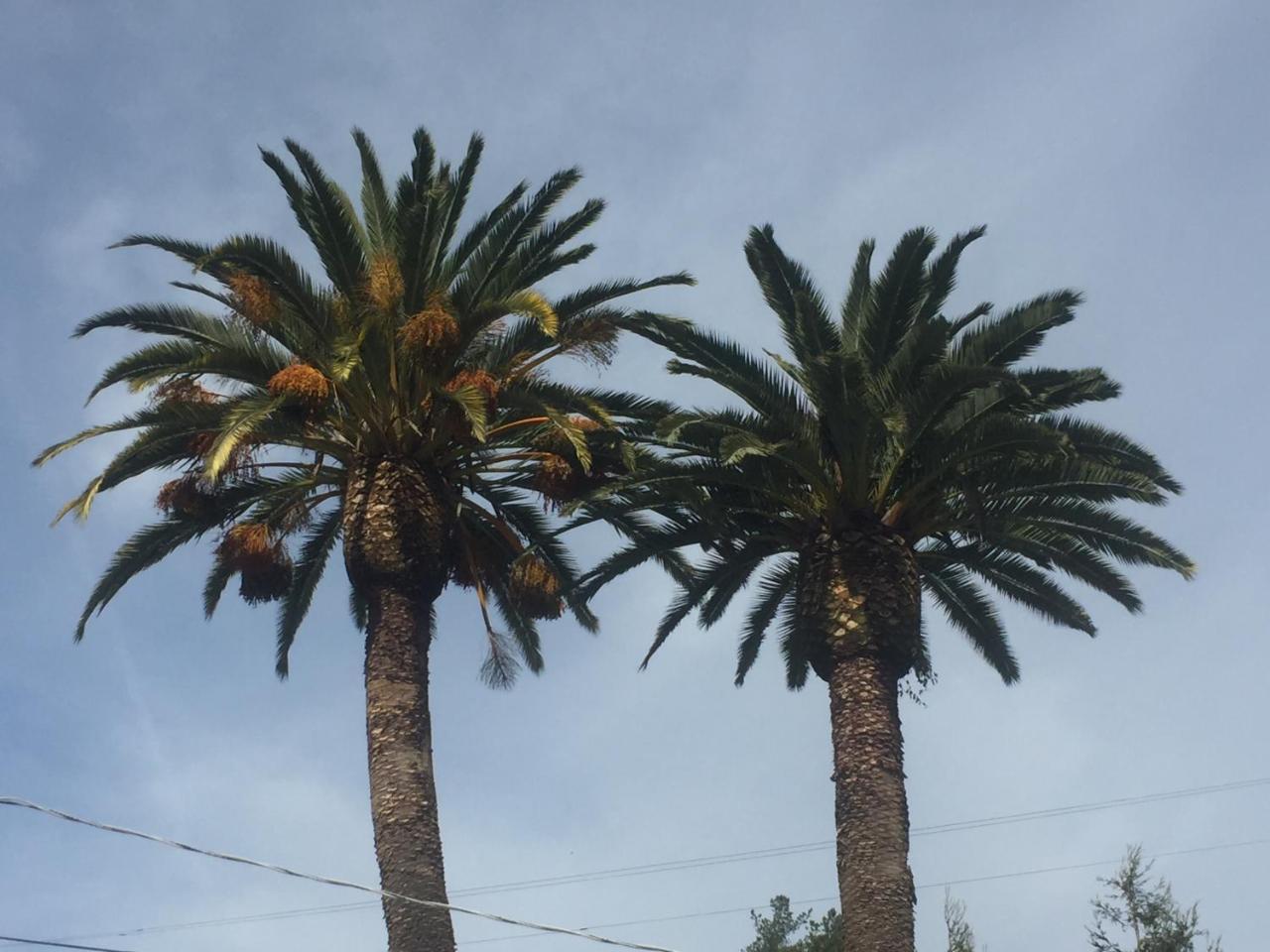 Cambria Palms Motel Esterno foto